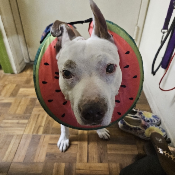 Never Selling! Who Saved Whom?! - Picture 9 of 10